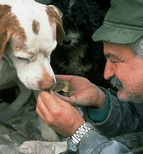 cerca tartufo